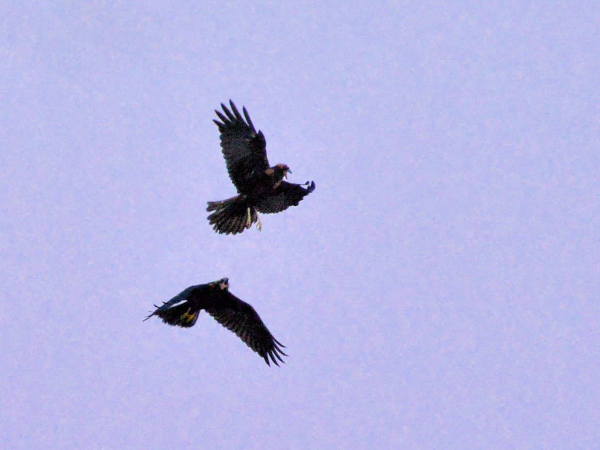 Busards des roseaux (Western marsh harrier, Circus aeruginosus) apparemment très excités, et se chamaillant en vol, Réserve Naturelle de Mont-Bernanchon, Hauts de France.